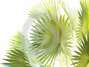 Nib palm leaves with white frame space beautiful green nature art design