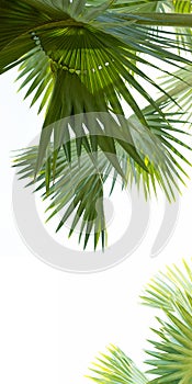 Nib palm leaves with white frame space beautiful green nature art design