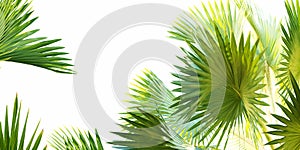 Nib palm leaves with white frame space beautiful green nature art design