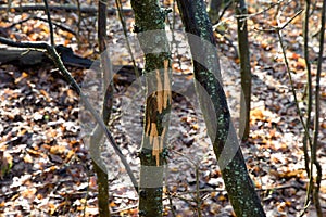 Nibble on the small trees in the forest