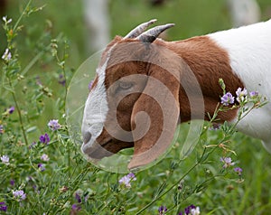 Nibbling Alfalfa