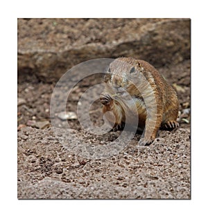 Nibbling Ground Squirrel