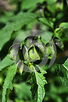 Nicandra physalodes family of Nightshade