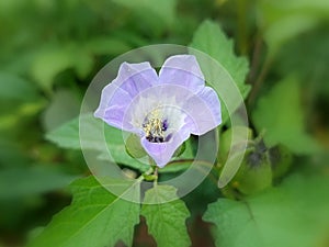 Nicandra physalodes (shoo fly plant)