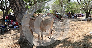 Nicaragua camp ox cow Indigent pilgrim carts 4K