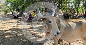 Nicaragua ox cow Indigent pilgrim camp carts