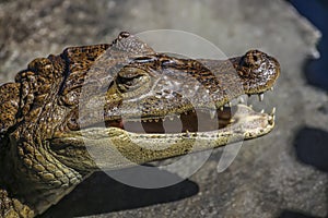 Nicaraguan Caiman crocodilus head also known as cuajipal photo