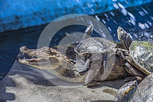Nicaraguan Caiman crocodilus and turtles