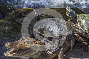 Nicaraguan Caiman crocodilus and turtles photo