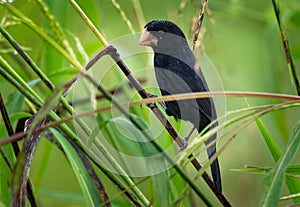 Nicaraguan Seed-finch - Sporophila Oryzoborus nuttingi - bird in the family Thraupidae