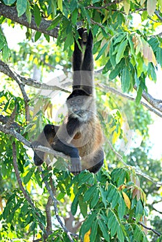 Nicaraguan Spider Monkey photo
