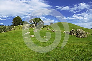 Nicasio spring landscape photo