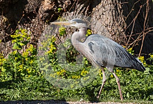 Nice adult fishing heron walks in the woods