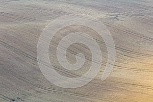 Nice agriculture corn fiel carpet pattern. Palava, Czech republic