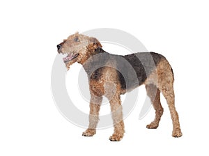 Nice airedale terrier breed dog