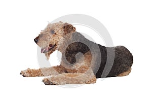 Nice airedale terrier breed dog