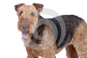 Nice airedale terrier breed dog