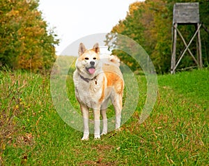 Nice akita dog