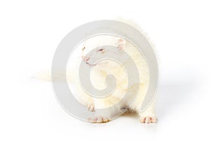 Nice albino male ferret with albino male on white background