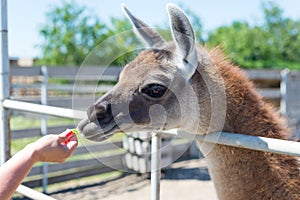 A nice alpaca animal eats from visitors from the hands of food in the zoo.