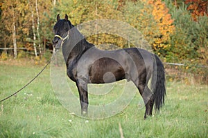 Nice andalusian stallion with long mane