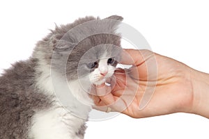 Nice angora cat receiving a caress