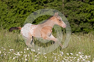 Nice appaloosa foal running