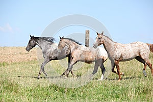 Nice appaloosa horses running on pasturage