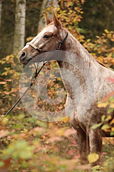 Nice appaloosa mare in autumn forest