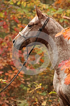 Nice appaloosa mare in autumn forest