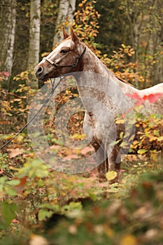 Nice appaloosa mare in autumn forest