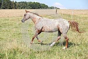 Nice appaloosa mare running