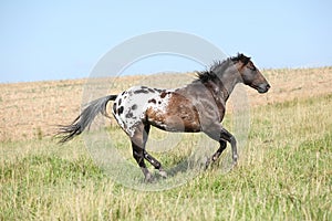 Nice appaloosa stallion running