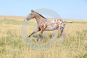 Nice appaloosa stallion running