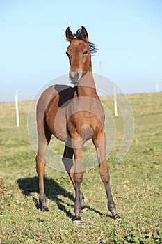 Nice arabian foal standing on pasturage