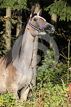 Nice arabian mare with show halter