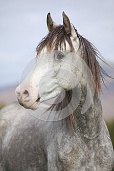 Nice arabian stallion with long mane in autumn