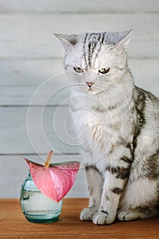 Nice aroma concept - cat sitting behind the nice scent flower.