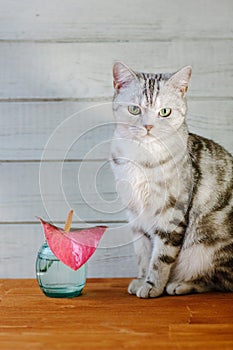 Nice aroma concept - cat sitting behind the nice scent flower.