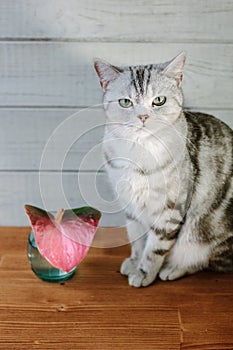 Nice aroma concept - cat sitting behind the nice scent flower.