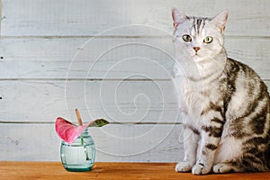 Nice aroma concept - cat sitting behind the nice scent flower.