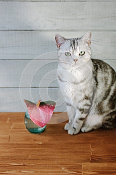 Nice aroma concept - cat sitting behind the nice scent flower.