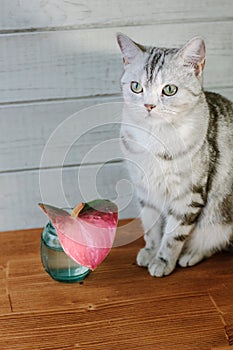 Nice aroma concept - cat sitting behind the nice scent flower.