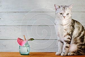 Nice aroma concept - cat sitting behind the nice scent flower.