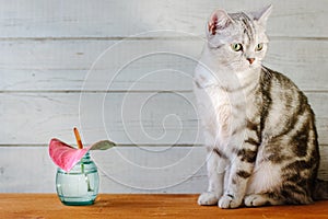 Nice aroma concept - cat sitting behind the nice scent flower.