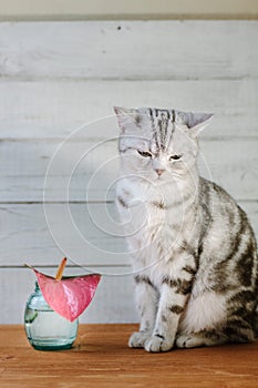 Nice aroma concept - cat sitting behind the nice scent flower.