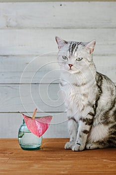 Nice aroma concept - cat sitting behind the nice scent flower.