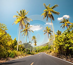 Nice asfalt road with palm trees