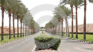 Nice asphalt road lined with palm trees on the sides in Egypt