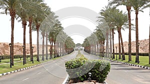 Nice asphalt road lined with palm trees on the sides in Egypt